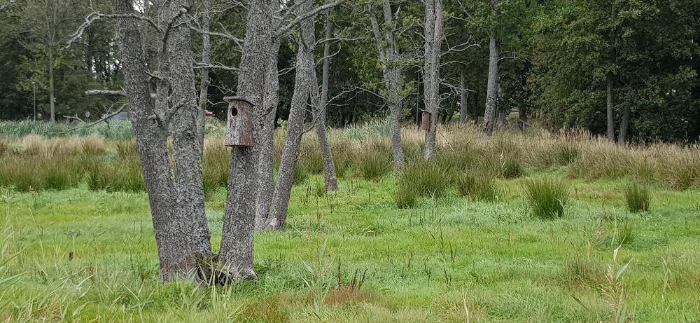 Bild på knipholkar