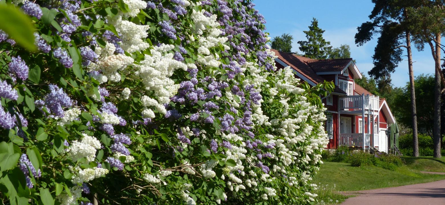 Syrenbuskar och hus i Östernäs. Foto: Berit Sundman.